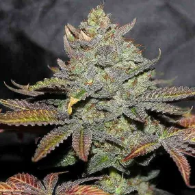 SEE015: Girl Scout Cookies FEMINIZED Seeds (Cali Connection) 6 X Feminized seeds