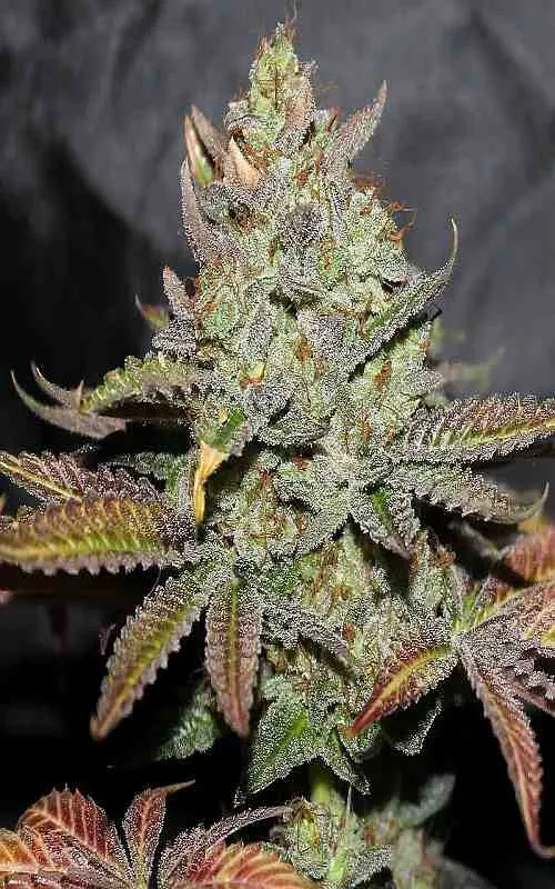 SEE015: Girl Scout Cookies FEMINIZED Seeds (Cali Connection) 6 X Feminized seeds