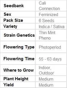 SEE015: Girl Scout Cookies FEMINIZED Seeds (Cali Connection) 6 X Feminized seeds